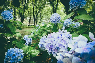 A sunlit garden corner bursting with vibrant blue hydrangea blooms beside a rustic wooden bench.