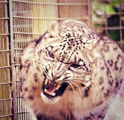 A snow leopard with a fierce expression, baring its sharp teeth. The animal's thick fur is mottled with black spots over a light gray and cream background. Its ears are perked up, appearing very alert. The background includes the wire mesh of what appears to be an enclosure.