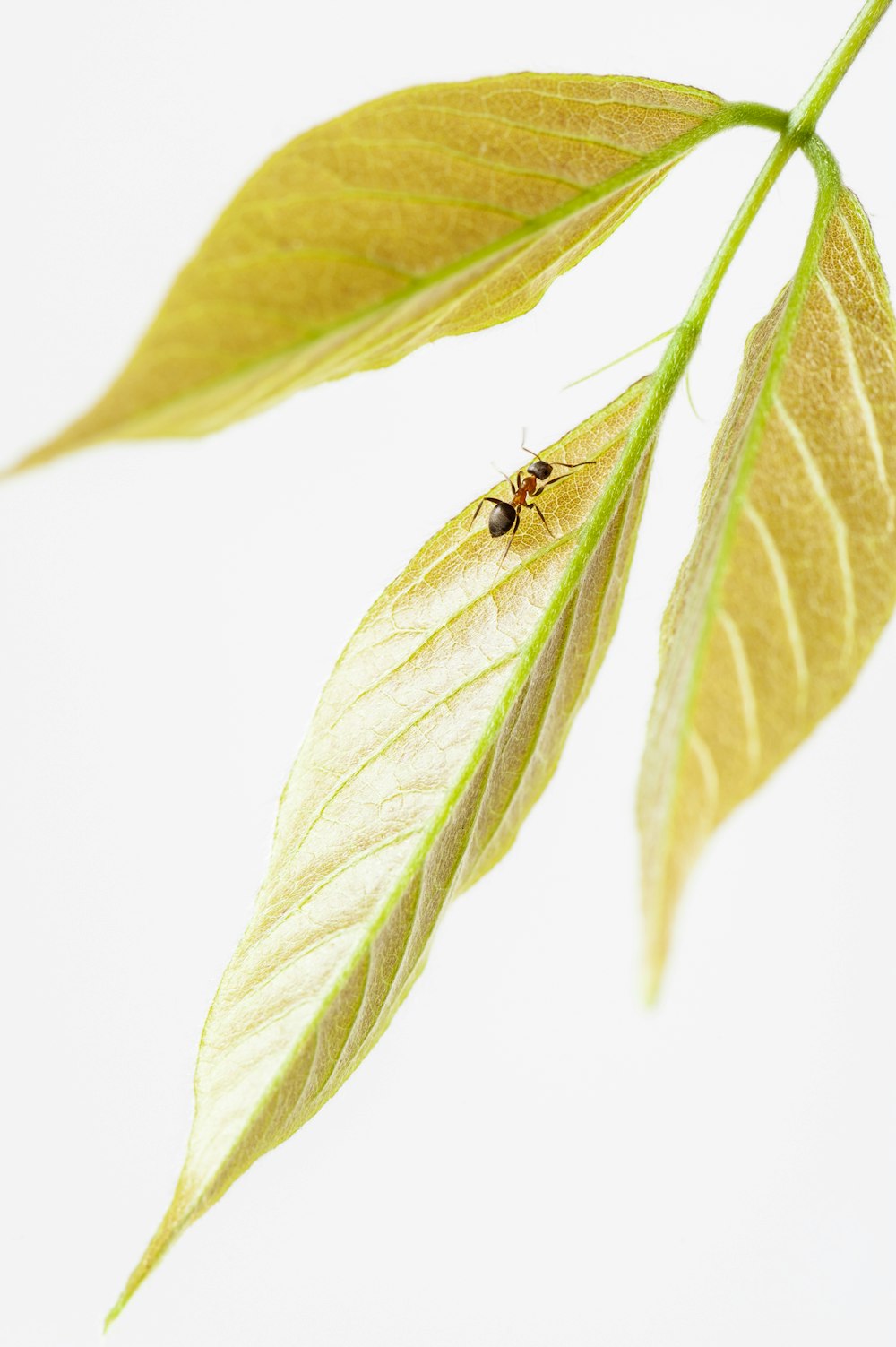 잎에 갈색 개미의 매크로 사진