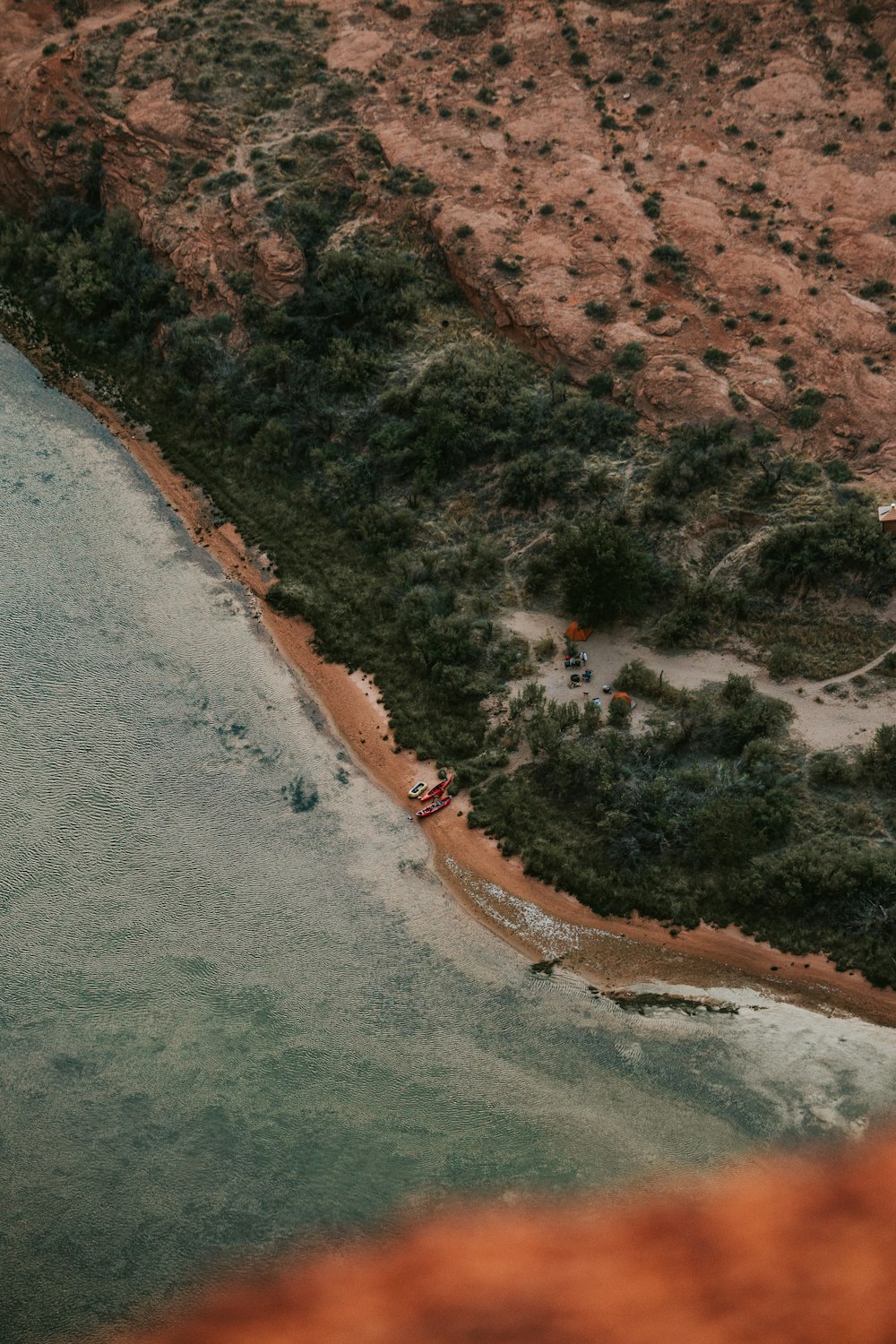 top view photography of trees