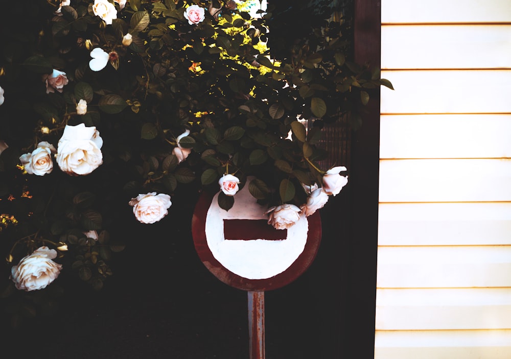 white petal flower beside mail