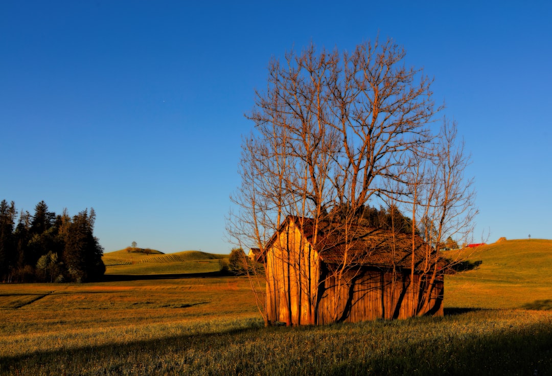 brown wooden house surrounded by tree