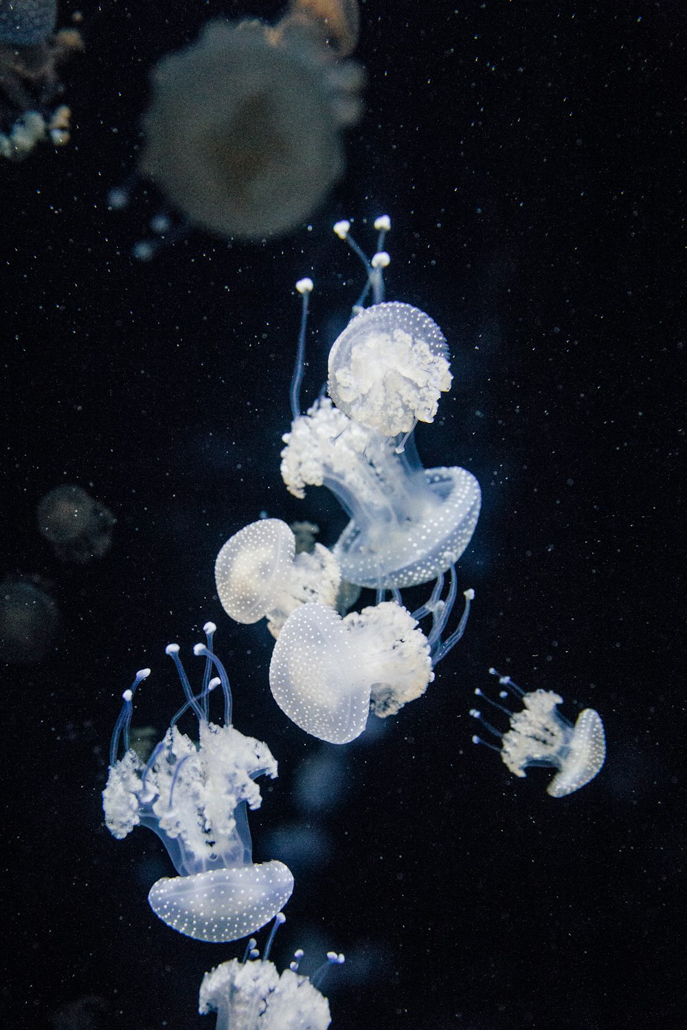 white jelly fish