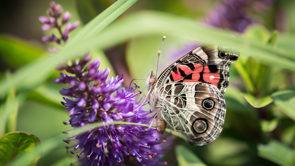 butterfly pollinating on purple petaled flower