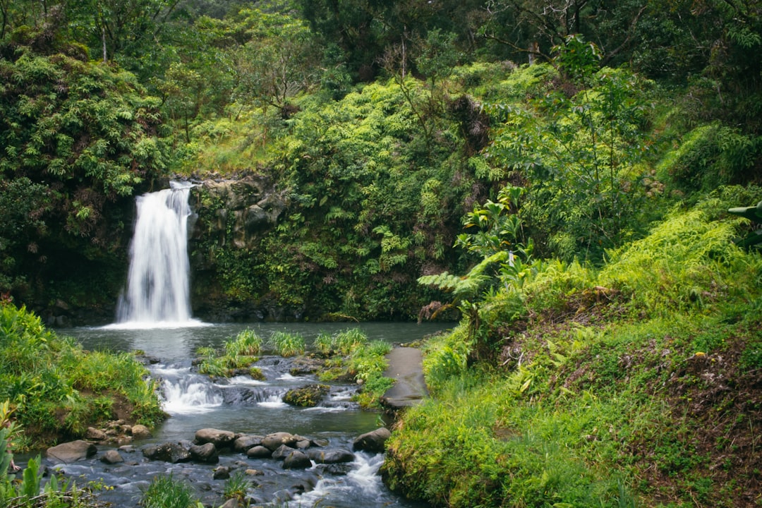 time-lapse photography of water flowing on forest