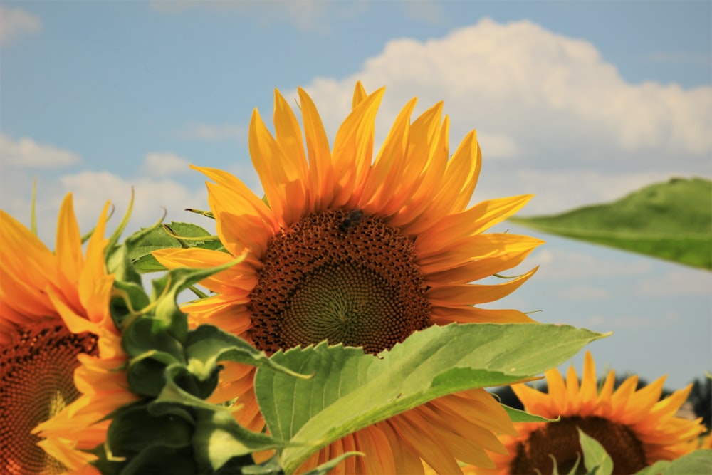 yellow sunflowers