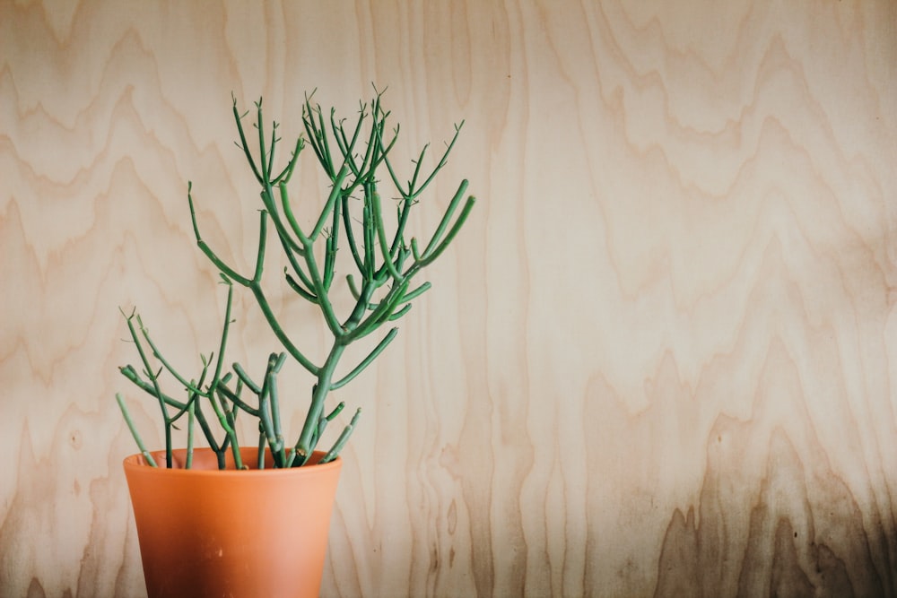 una planta en una maceta sobre una mesa