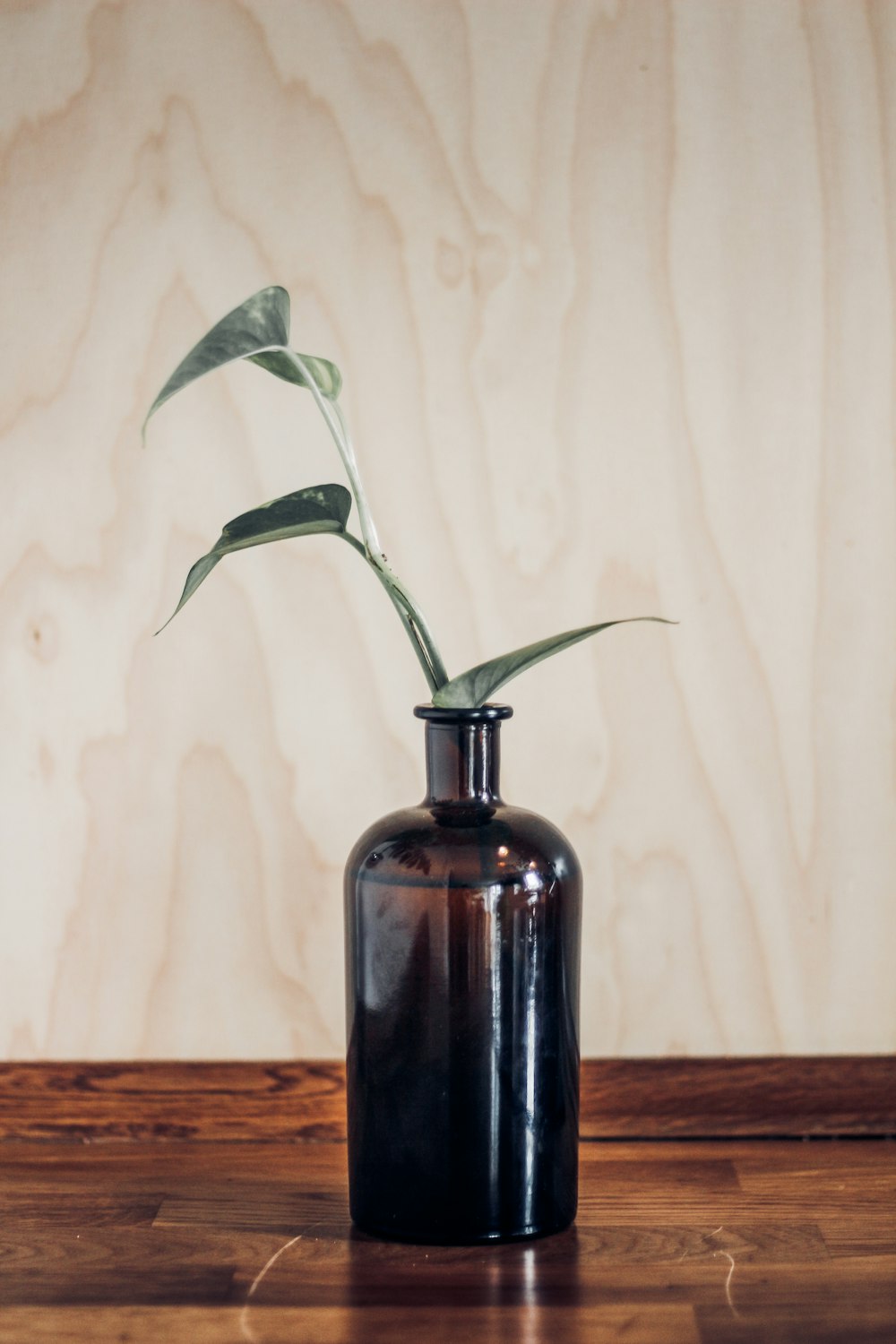 Planta de hojas verdes en botella de vidrio ámbar sobre superficie de madera marrón