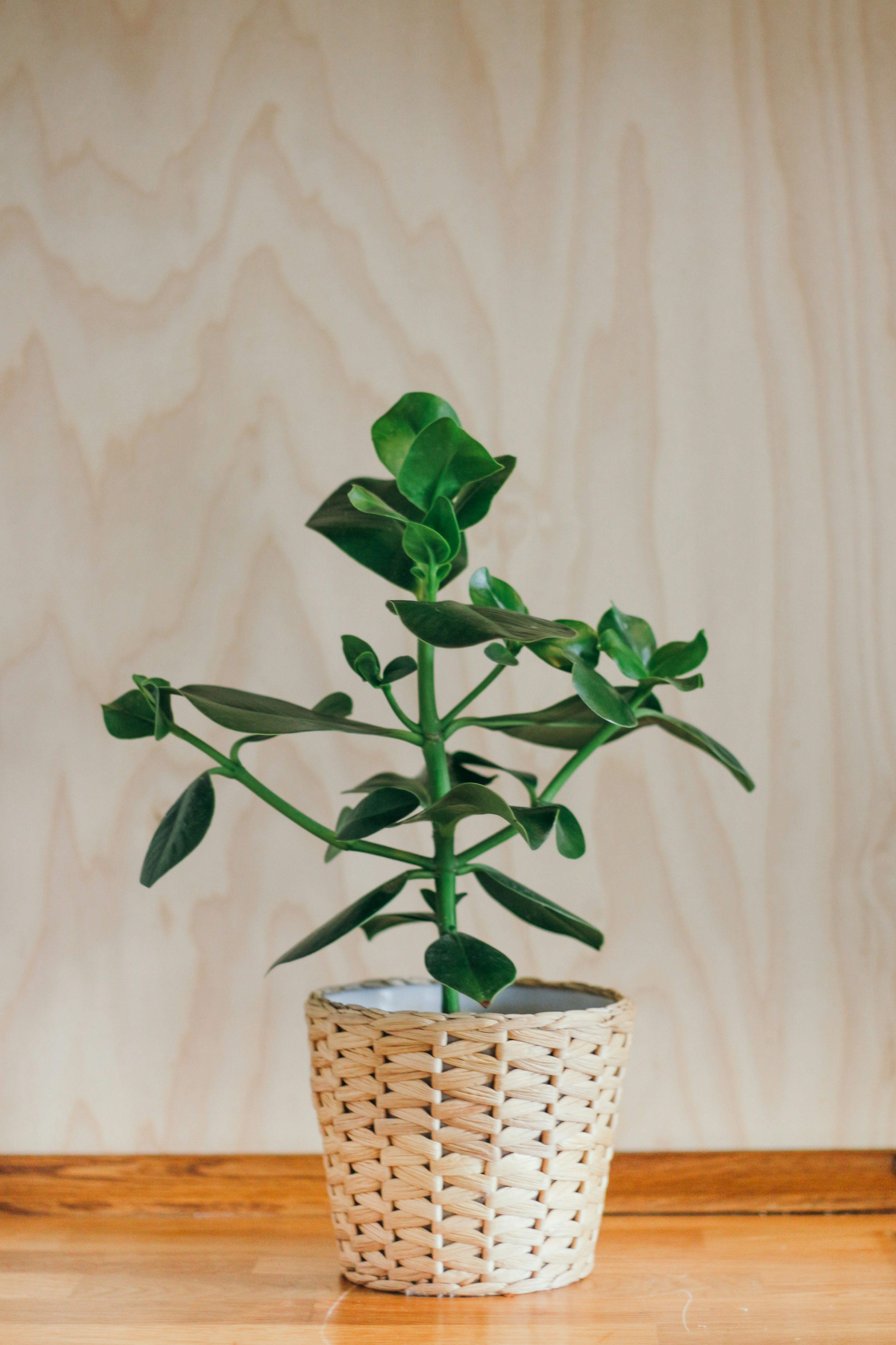 Plan in a wooden container