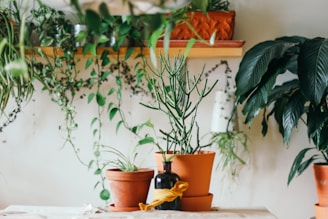 two green leafed plants in brown pot