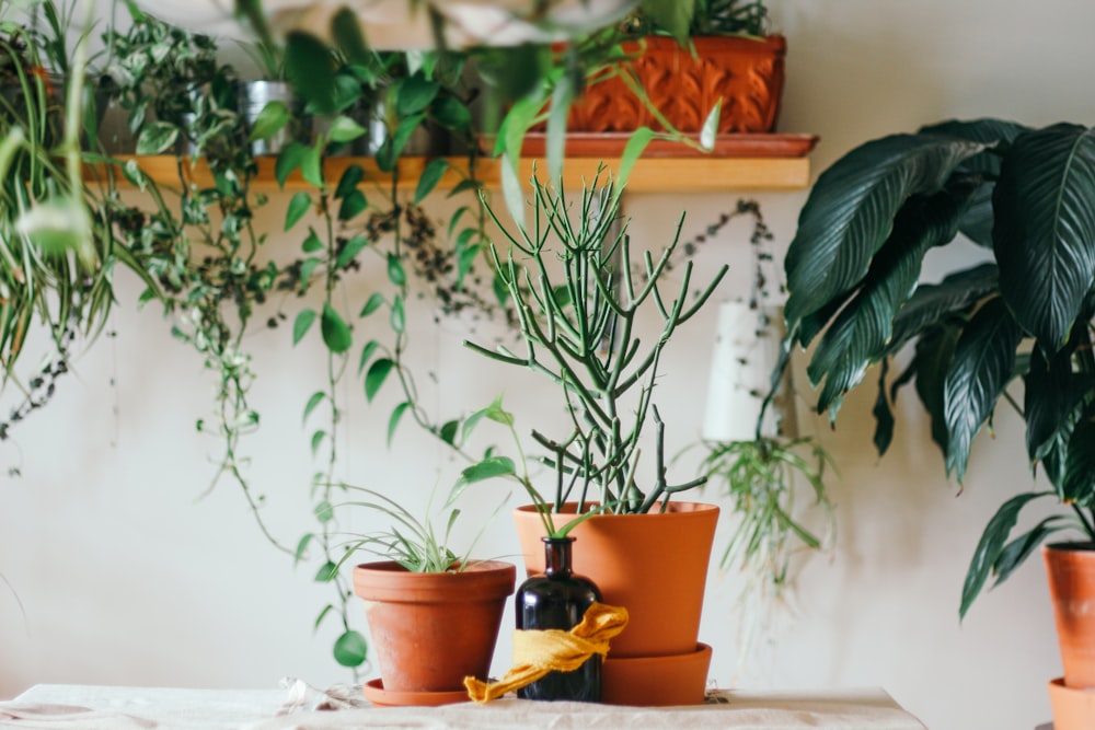 Dos plantas de hojas verdes en maceta marrón