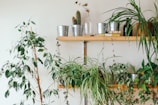 A collection of rare plants arranged artistically on wooden shelves.