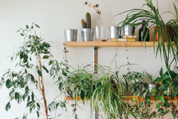 A collection of various houseplants is arranged on two wooden shelves against a light wall. The plants are in different containers, including metal pots and ceramic planters. Some plants are hanging, while others are tall and leafy. The shelves also include decorative items like glass bottles and a small stack of books.