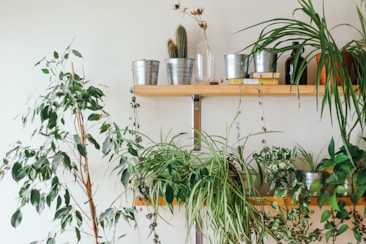 A collection of various houseplants is arranged on two wooden shelves against a light wall. The plants are in different containers, including metal pots and ceramic planters. Some plants are hanging, while others are tall and leafy. The shelves also include decorative items like glass bottles and a small stack of books.