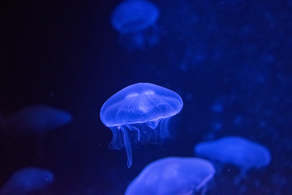 meduse sotto il mare