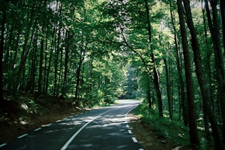 road in between trees