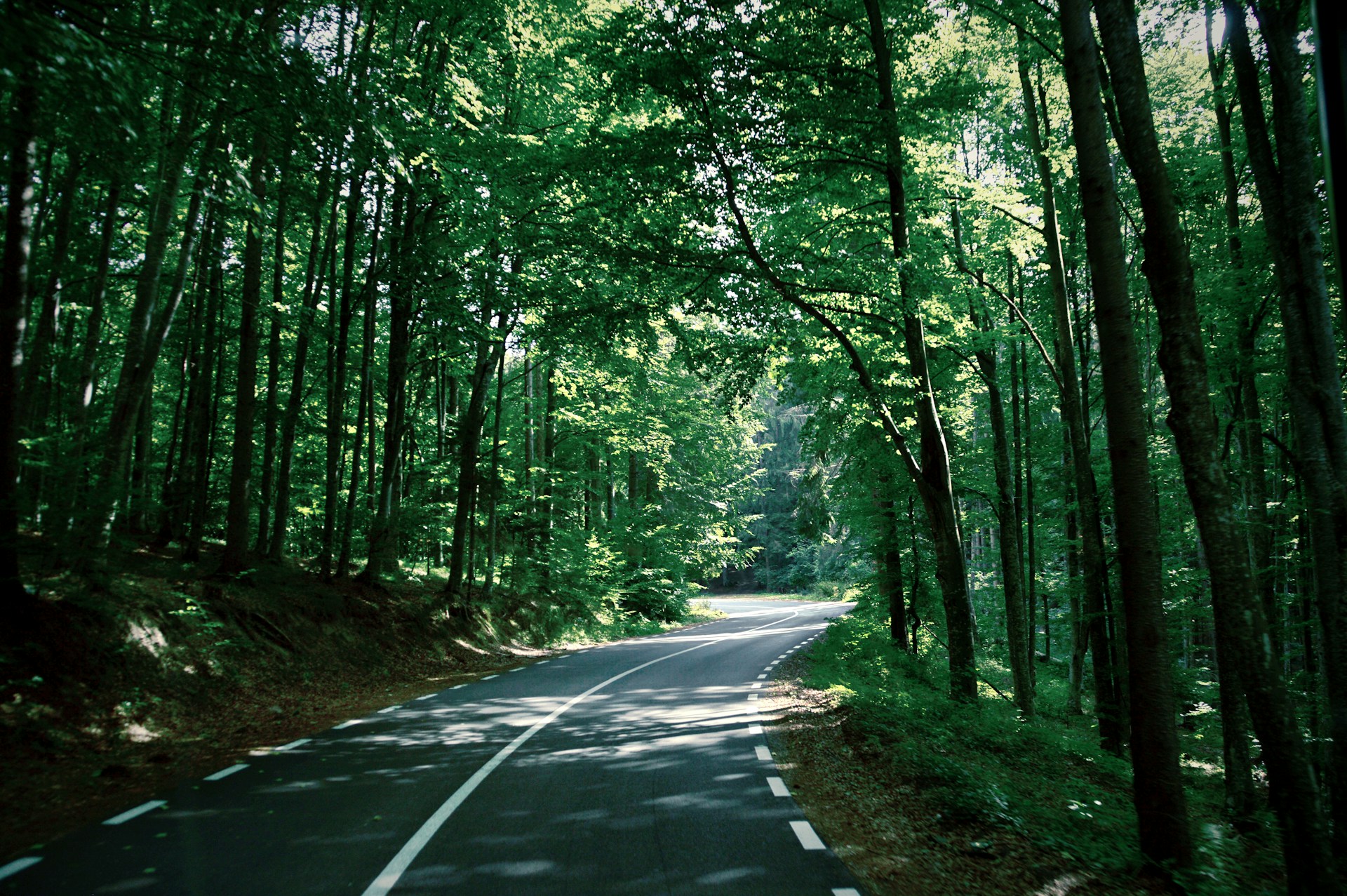 road in between trees