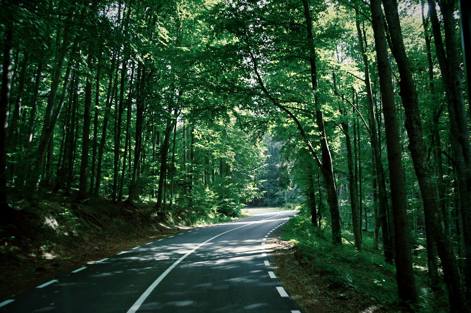 Nikon D3200 + Tamron AF 18-200mm F3.5-6.3 XR Di II LD Aspherical (IF) Macro sample photo. Road in between trees photography