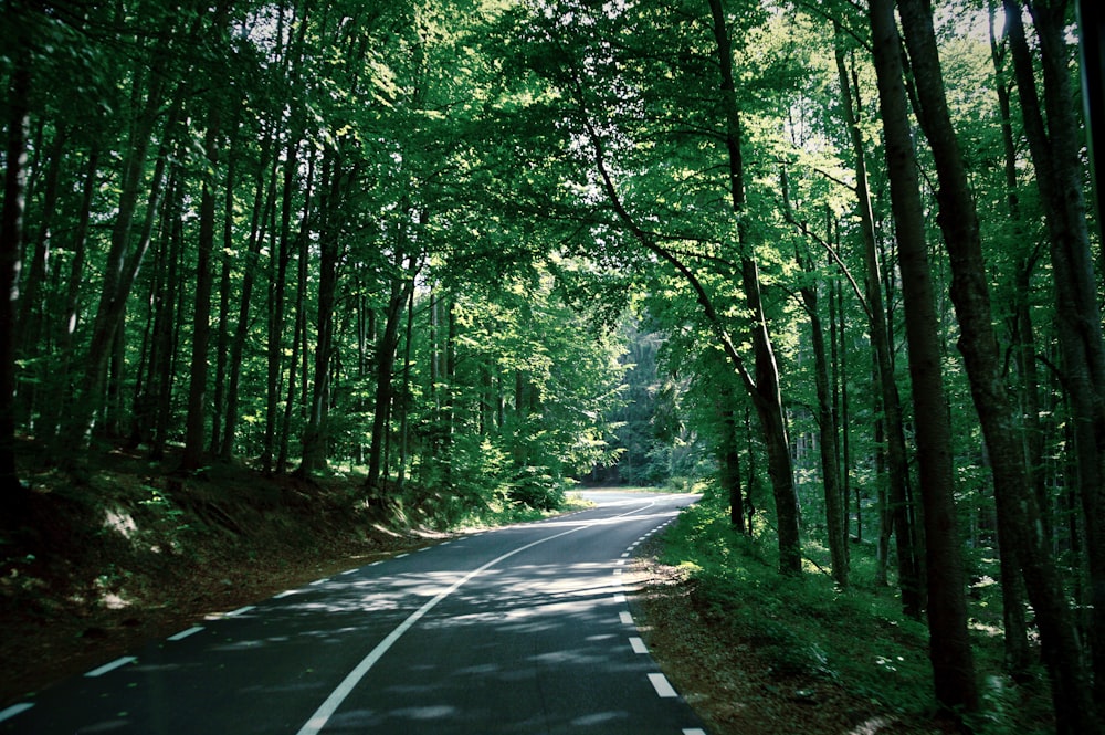 road in between trees