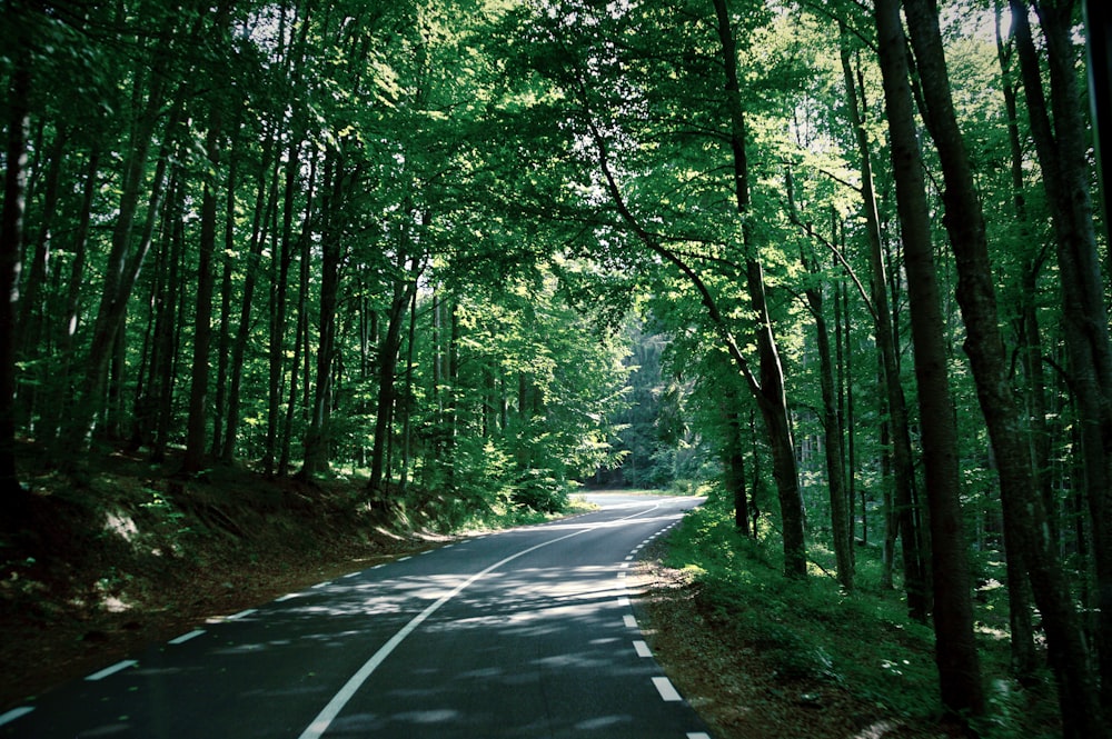 camino entre árboles