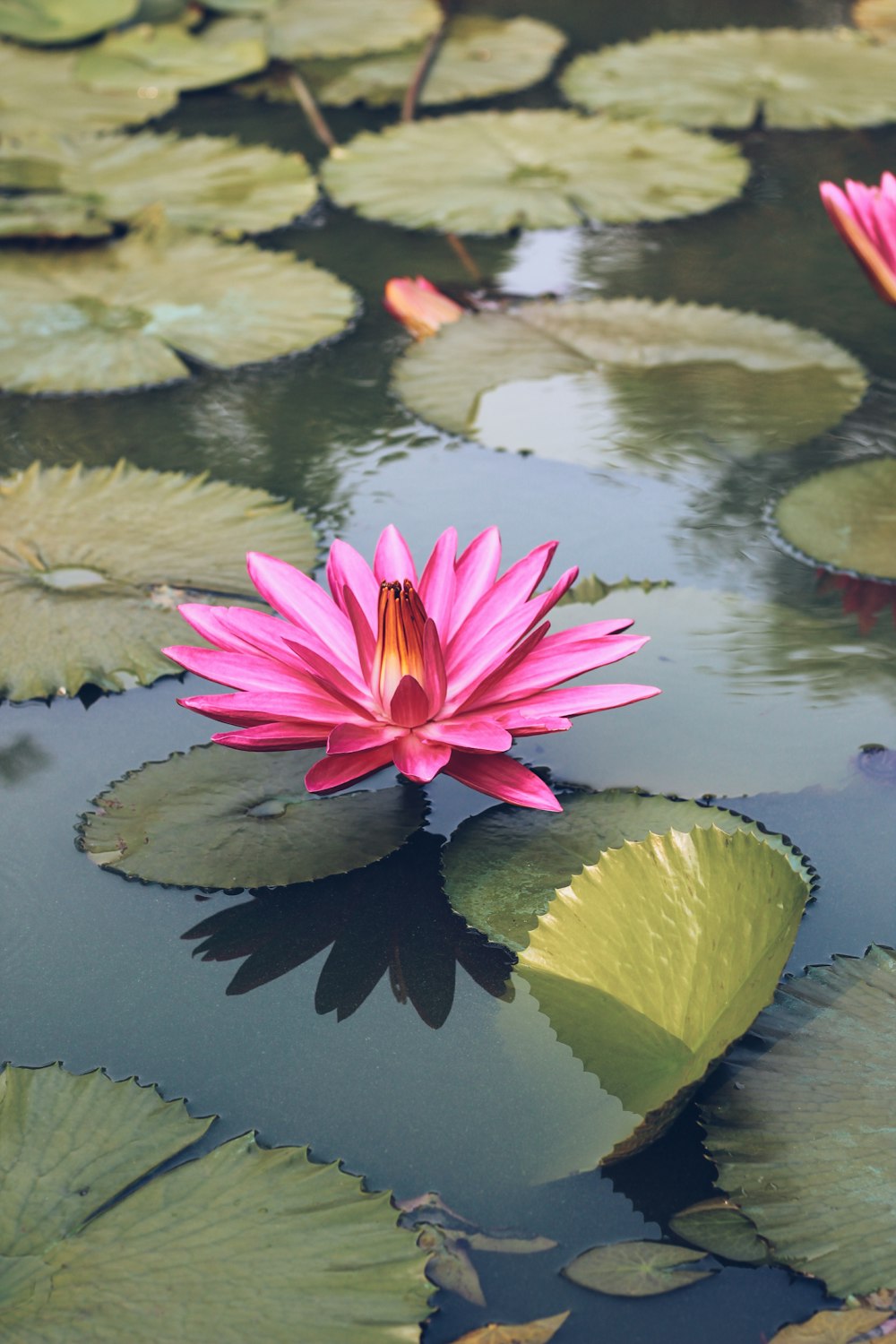 purple lotus flower