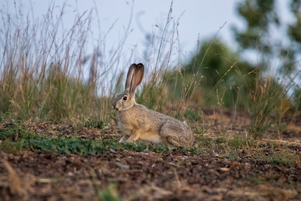 Fotografía de enfoque selectivo de conejo gris y marrón sobre hierba