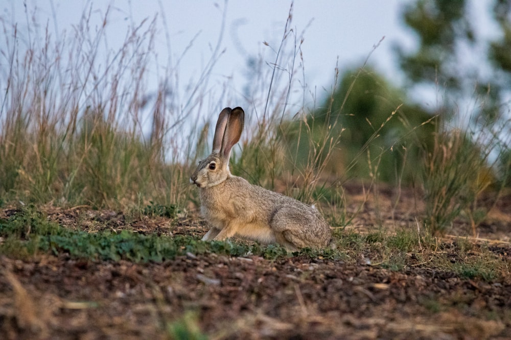 selective focus photography of gray and brown rabbit on grass