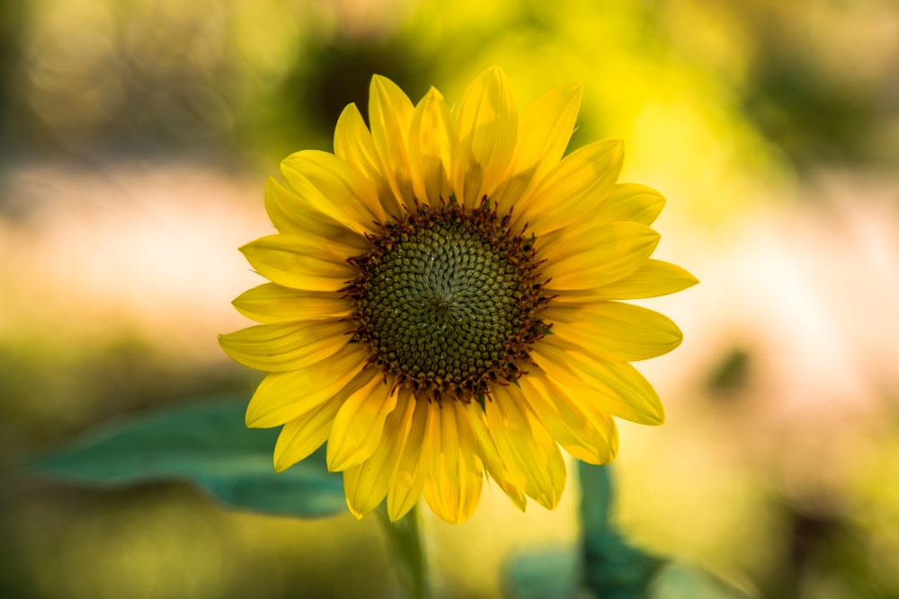 shallow focus photography of yellow sunflower