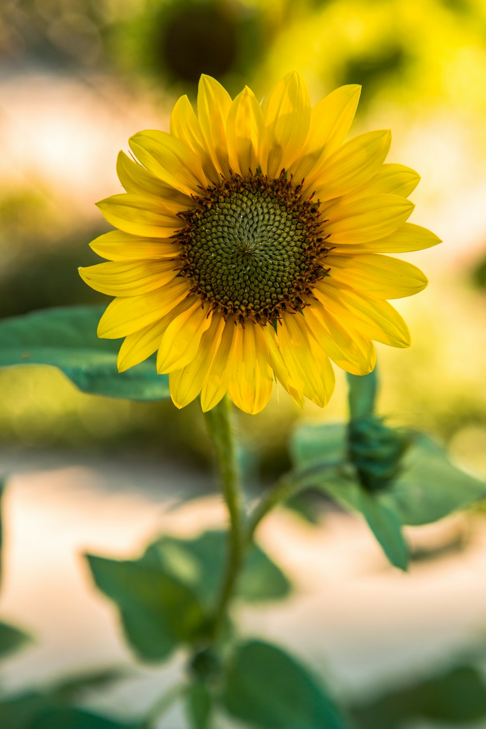 closeup photography of sunflower