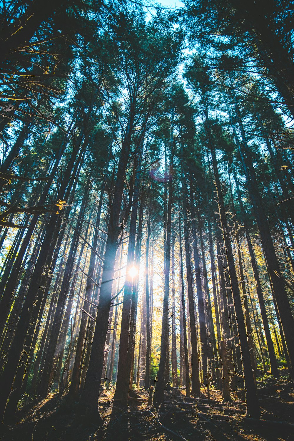 tall trees under sunny sky