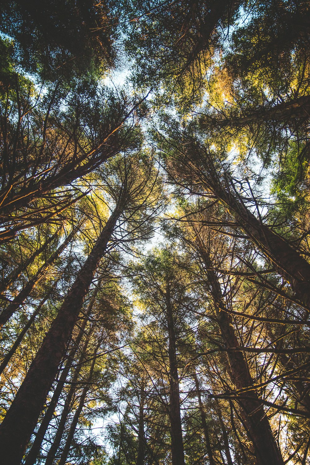 low-angle photo of trees