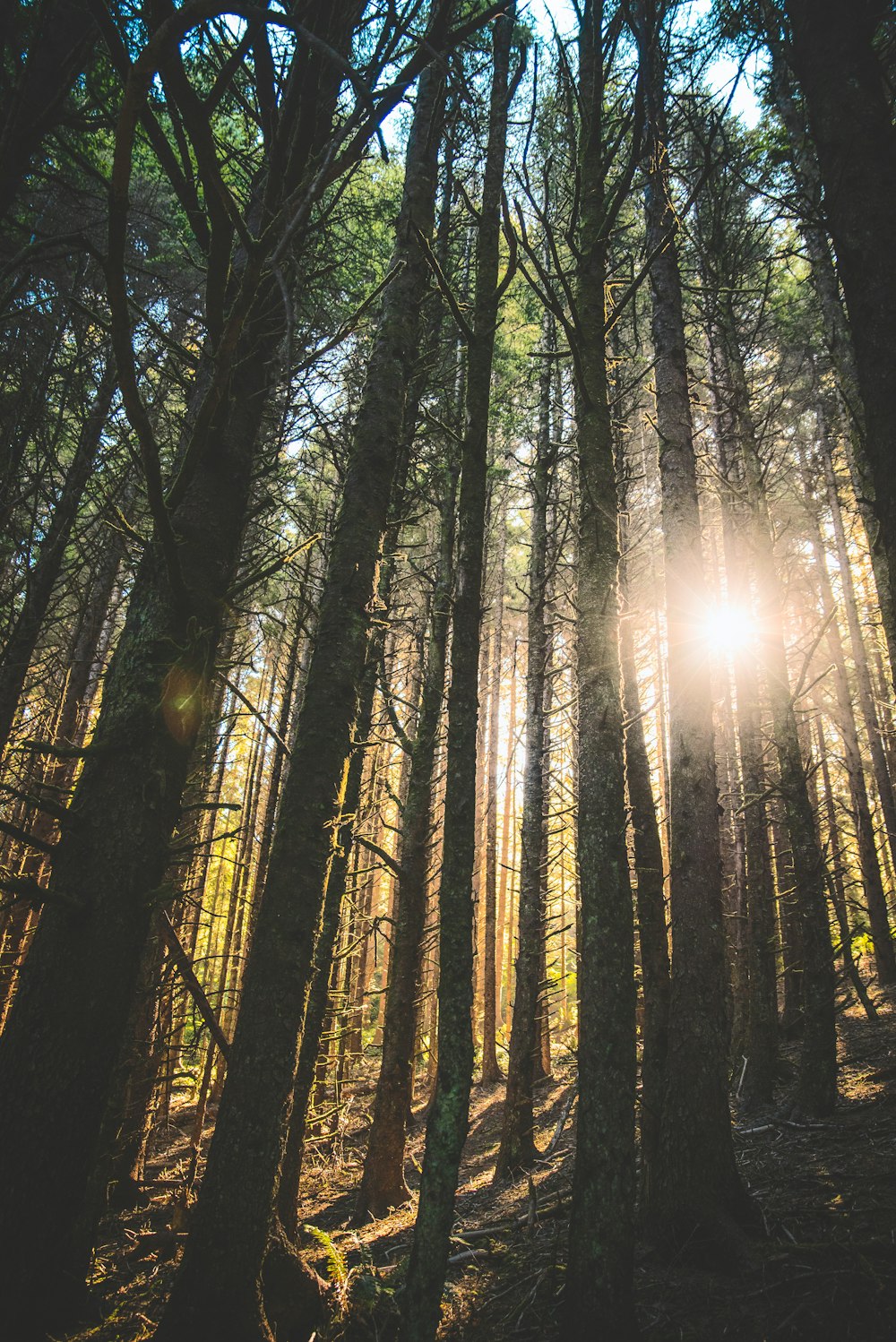 green trees in front of sun