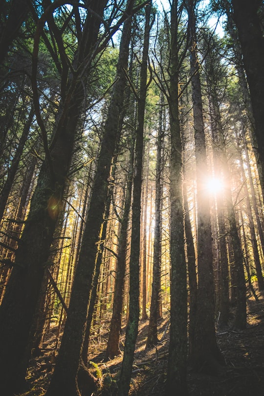 green trees in front of sun in Oregon United States