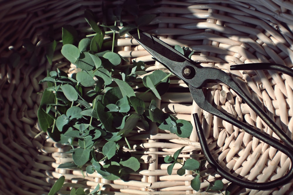 closeup photo of green leaves and scissors