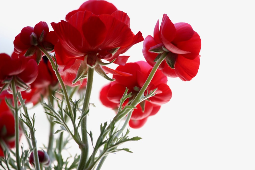 Vista de ángulo bajo de flores de pétalos rojos