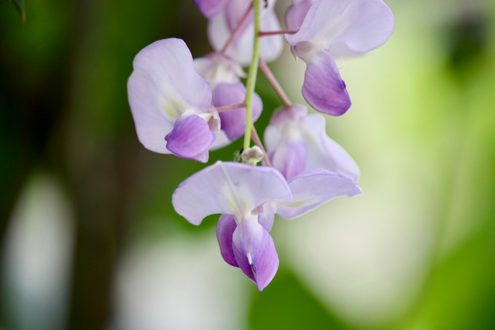selective focus photography of purple moth orchid