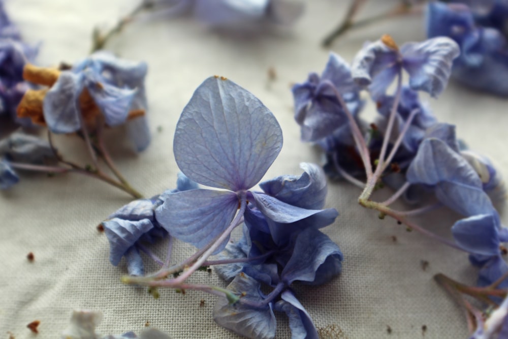 fleurs à pétales bleus