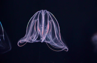 Close-up of a rare deep-sea creature glowing with bioluminescence in dark ocean waters.