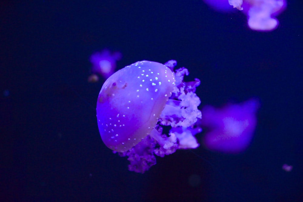 Photographie sous-marine de méduses