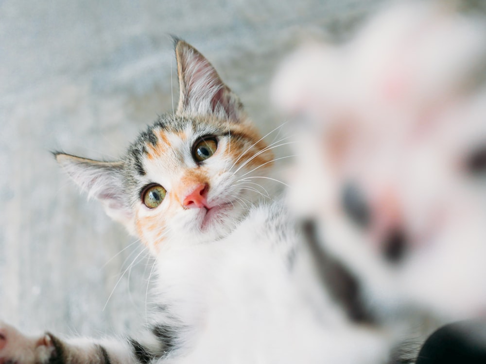 calico cat