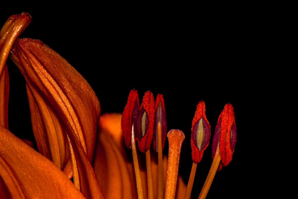 Fotografia macro de flores de pétalas vermelhas
