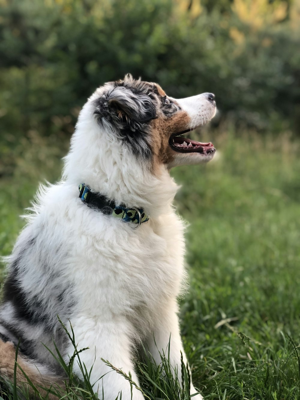 white and black long-coated dog standing on grass field