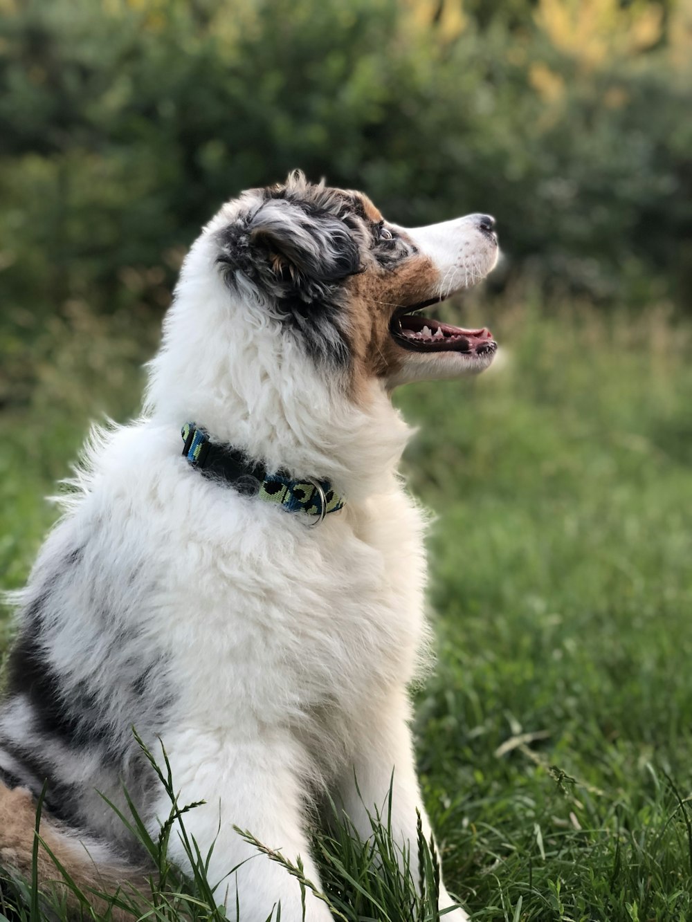 cão branco e preto de pelo longo em pé no campo de grama
