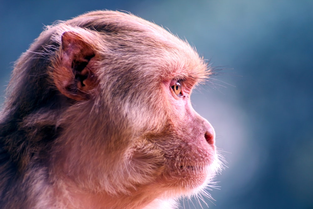 shallow focus photography of brown and black monkey face