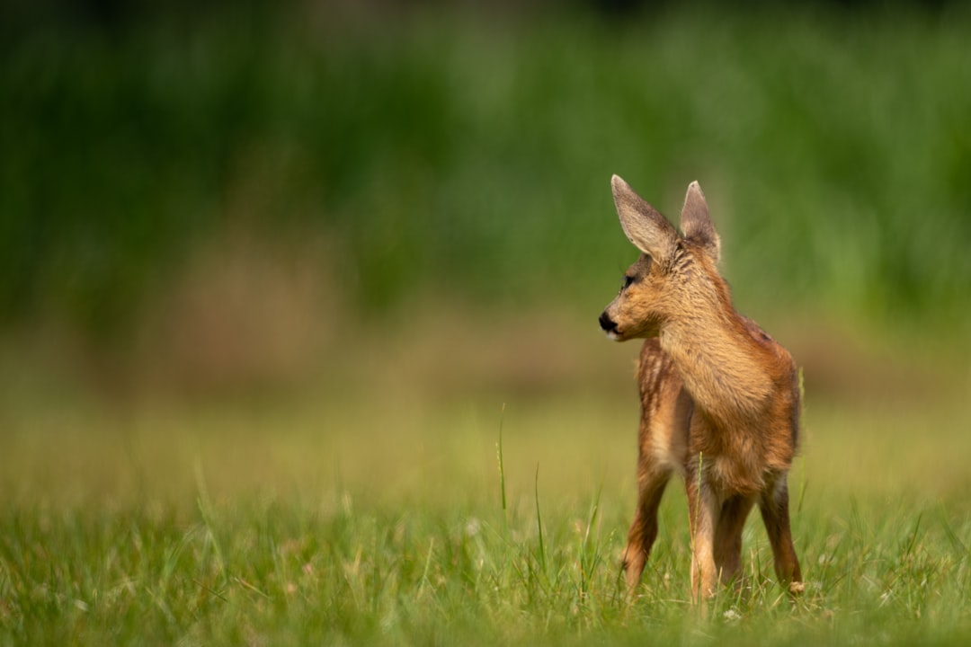 white spotted deer calf on green grass field