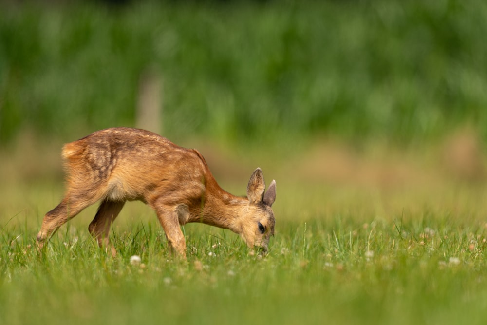 deer standing on grass