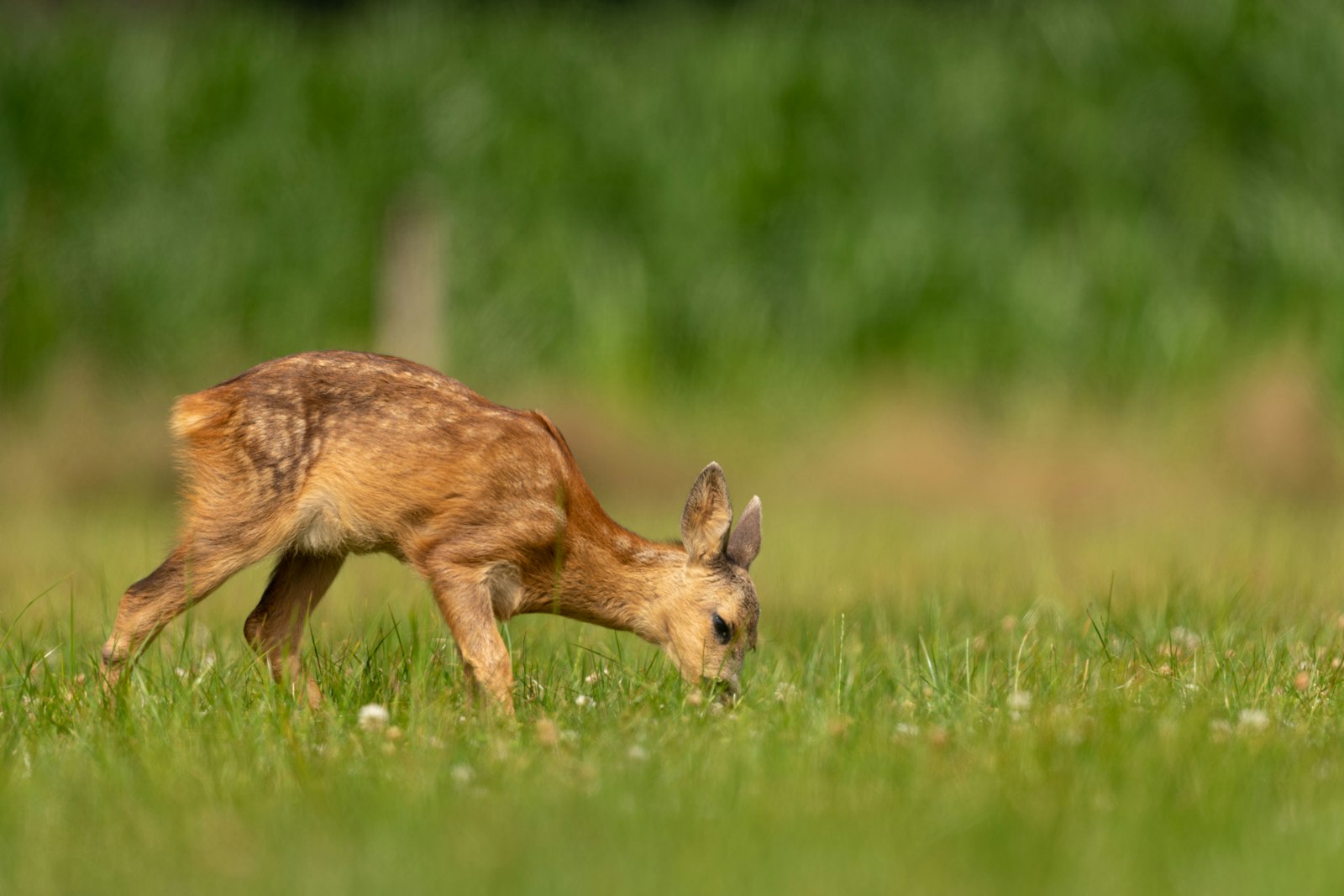 Nikon AF-S Nikkor 500mm F4G ED VR sample photo. Deer standing on grass photography