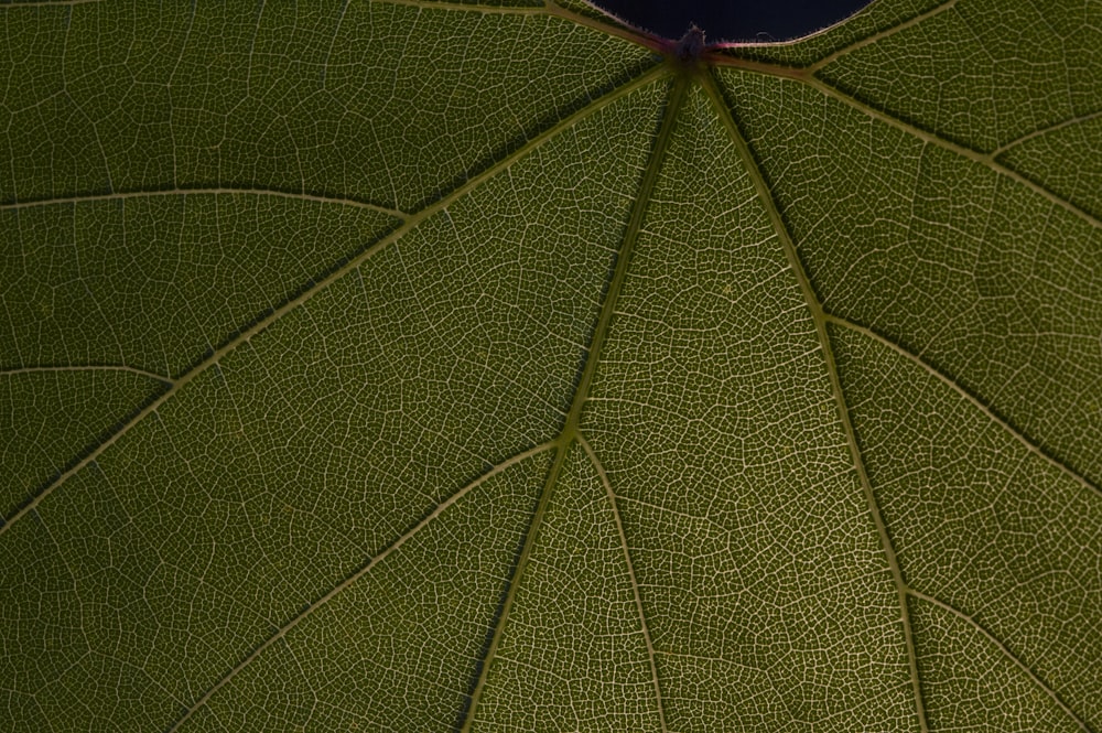 green leaf