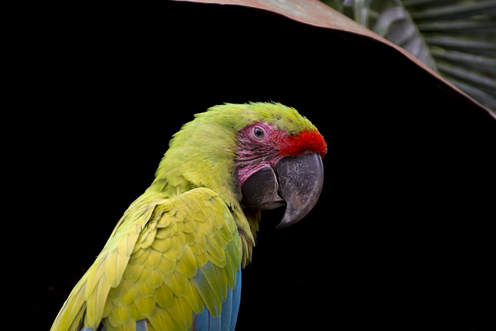 green and blue parrot