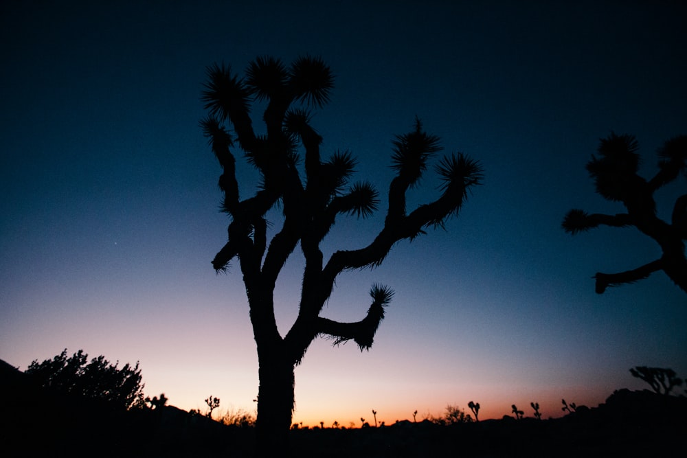 silhouette photograph of cactus